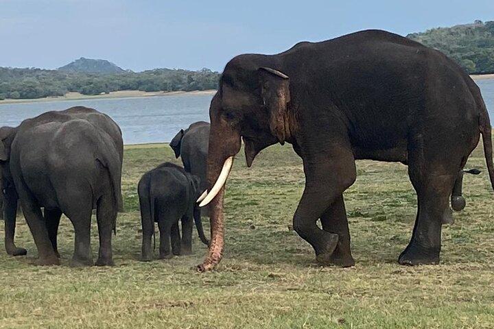 02 Days Fascinating Tour Colombo,Sigiriya,Safari,Dambulla,Kandy