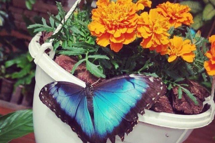 Dubai Butterfly Garden (Escape into nature)