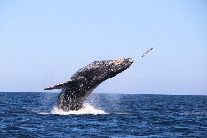 Whale Watching Experience in Cabo San Lucas
