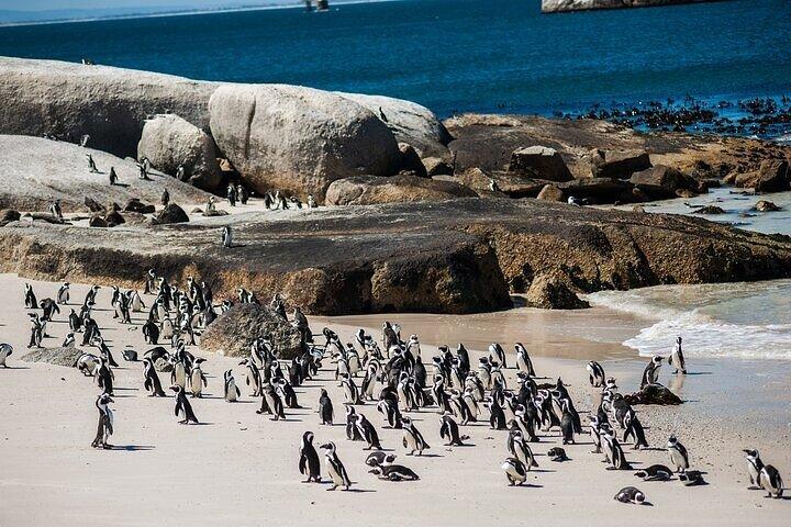 Supersaver: Cape of Good Hope and Cape Point Day Tour from Cape Town