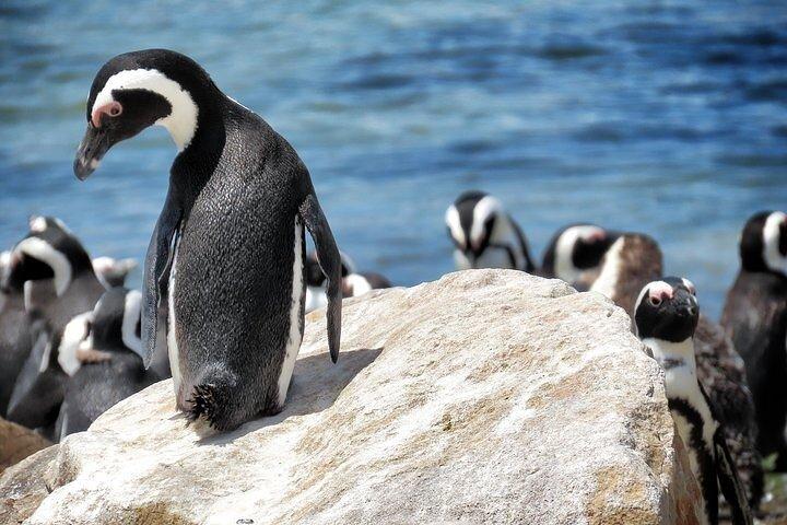 Cape Of Good Hope and Table Mountain Day Trip from Cape Town parks fees include