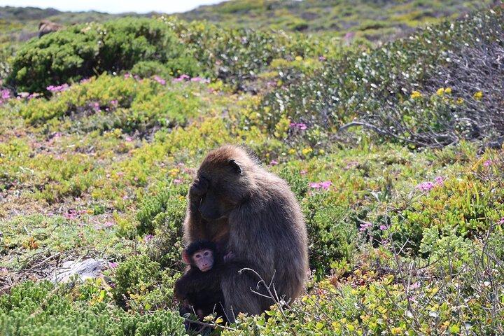 Cape Of Good Hope and Table Mountain Day Trip from Cape Town parks fees include