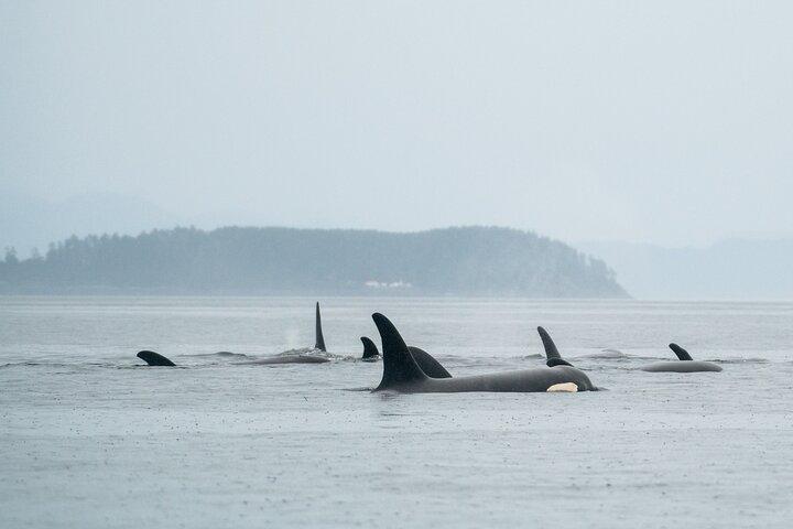 Sea Otter and Whale Watching Tour on Northern Vancouver Island