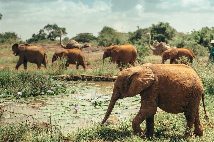 Private Tour in Nairobi Kenya with Dinner at Safari Park Hotel