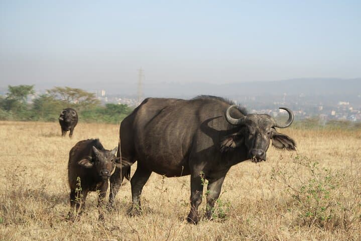 Full Day tour to Lake Nakuru National Park From Nairobi