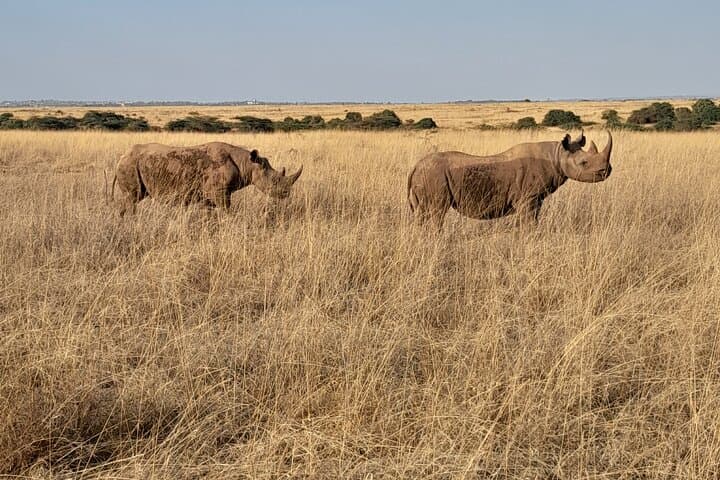 Full Day tour to Lake Nakuru National Park From Nairobi