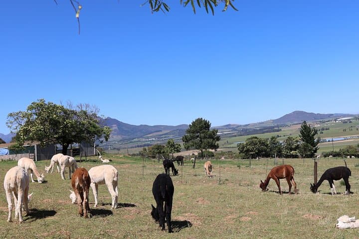 Private Wine Tour Cape Town with Local Guide, Tasting Fees Includ