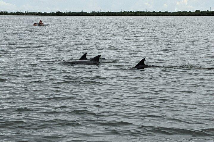 Dolphin and Manatee Clear Kayak or Paddleboard Tour