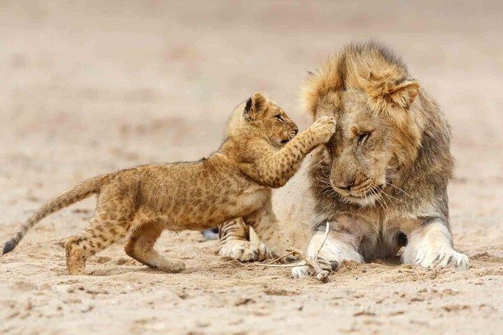Luxury 2 Day Big Five Safari | Tarangire & Ngorongoro Crater