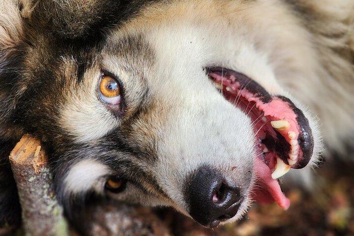 Alaskan Sled Dog Excursion in Fairbanks