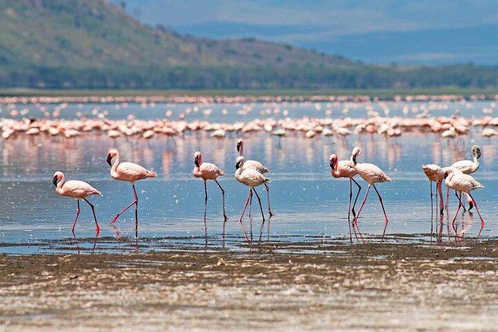 Private Day trip- Lake Nakuru National Park from Nairobi by van