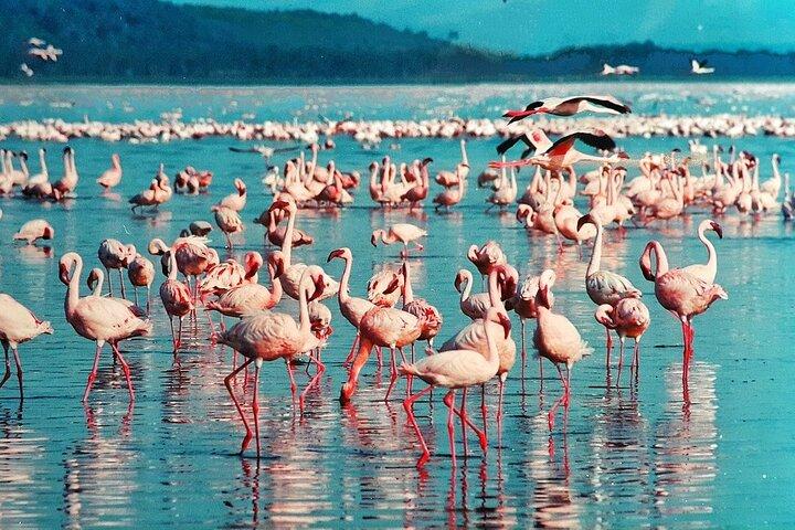 Private Day trip- Lake Nakuru National Park from Nairobi by van
