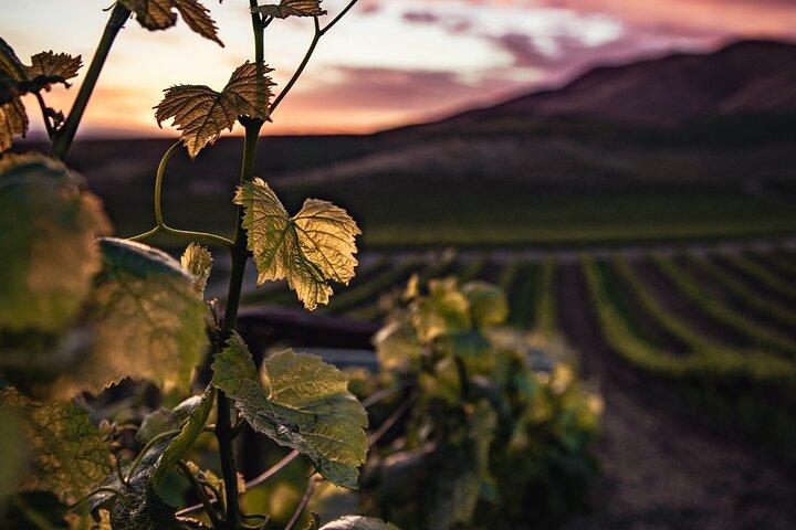 Haro, Laguardia & Two Rioja Wineries Day Trip from Bilbao