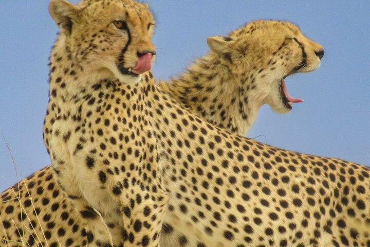 Big Five Luxury 7 Days Safari Tour in Arusha