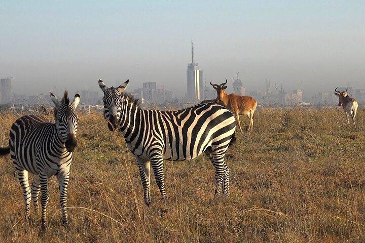 Private Half Day Tour in Nairobi National Park Safari
