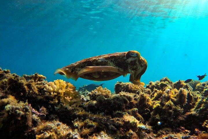 Snorkeling Experience at Ad Daymaniyat Islands in Muscat