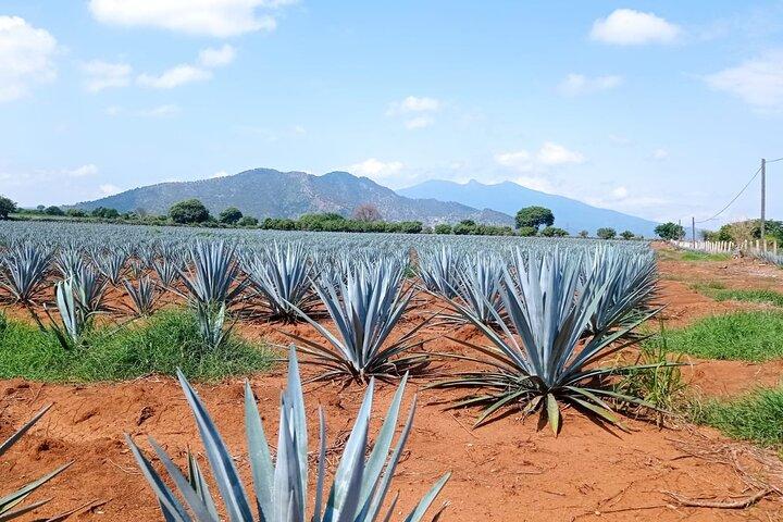 Full-Day Private Tour in Guadalajara
