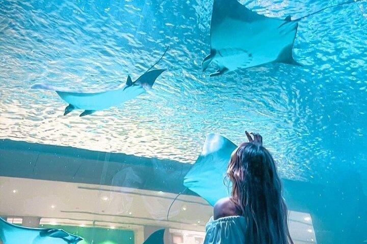 Dubai Aquarium Underwater Zoo with Penguin Cove Entry Tickets