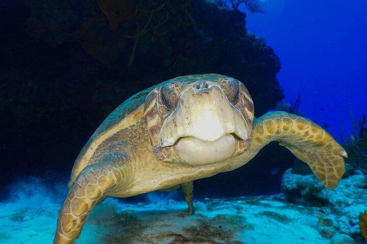 Discover Scuba Diving in Cozumel
