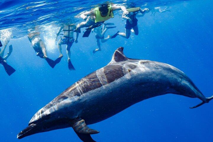 Swimming with Wild Dolphins Speedboat Adventure on Oahu