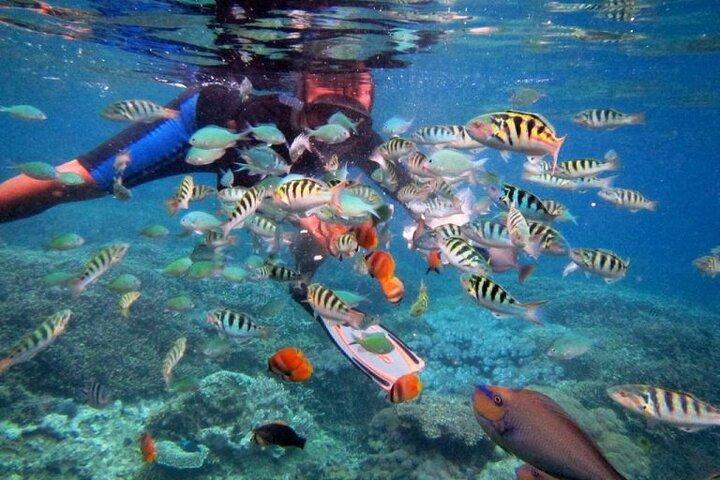 Swim with Manta Rays: Snorkeling Day Trip from Bali