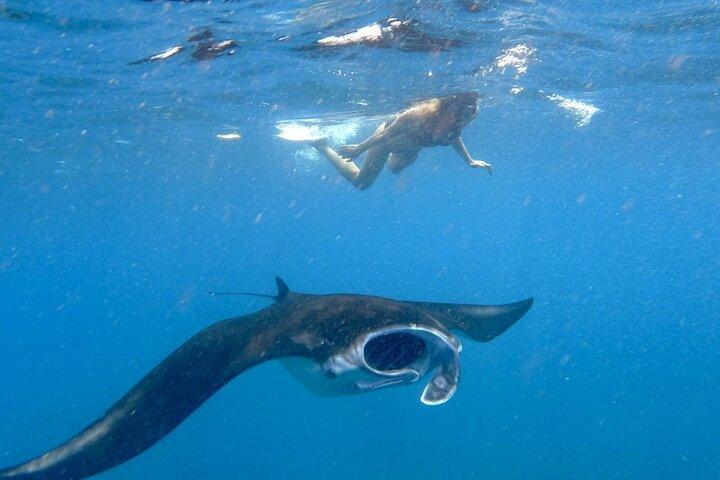 Swim with Manta Rays : Snorkeling Day Trip from Bali