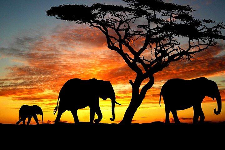 10 Days Discover Kenya Wildlife Safari on a 4x4 Land Cruiser Jeep
