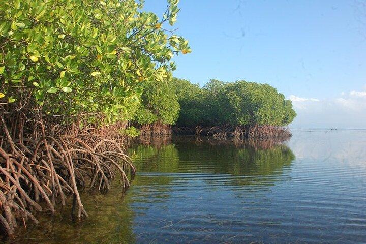 Mangrove Tour at Nusa Lembongan : Kayak, Paddle and Boat