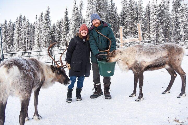 Dogsled and Reindeer Day Trip to Borealis Basecamp