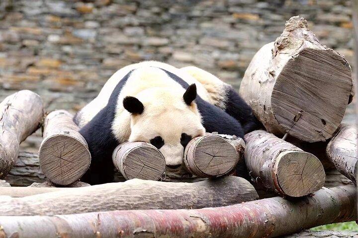 Chengdu Giant Panda Breeding Research Base Ticket