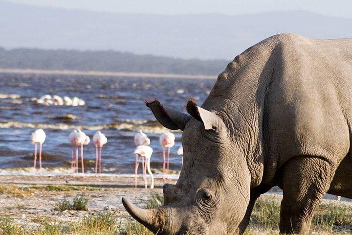 3 Days Lake Nakuru National Park Safari