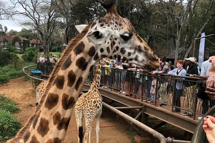 5 Hours Nairobi National Park and Giraffe Center