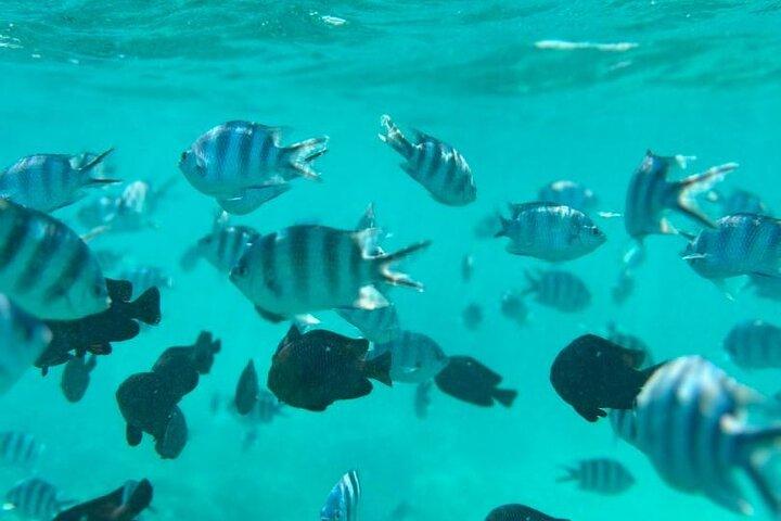 Zanzibar Mnemba Atoll Seafood BBQ Lunch and Sea Turtles Aquarium