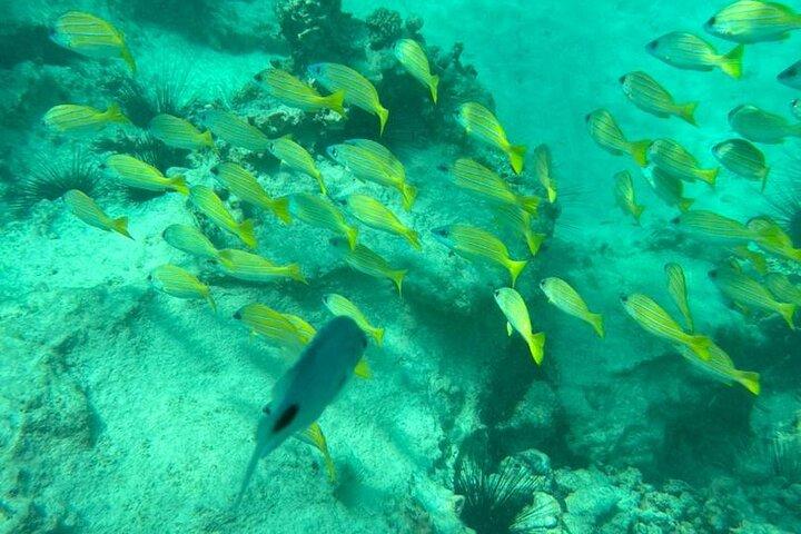 Zanzibar Mnemba Atoll Seafood BBQ Lunch and Sea Turtles Aquarium