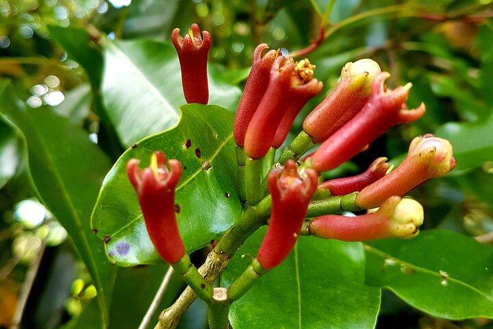 A Half Day Private Tour To Spice Farm