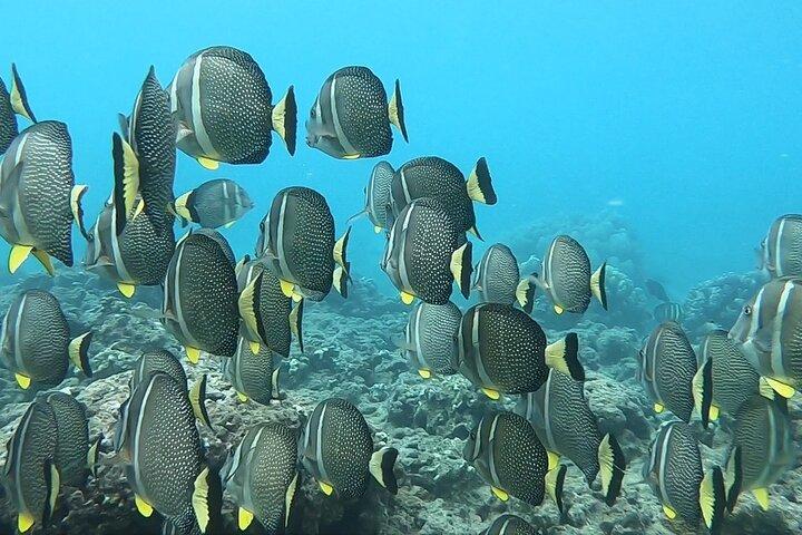 Hanauma Bay Guided Snorkeling Tour with Transportation