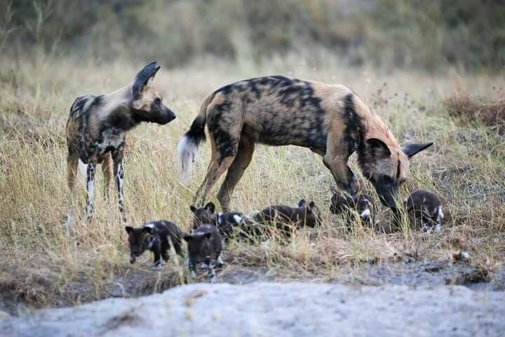 Chobe National Park from Victoria Falls