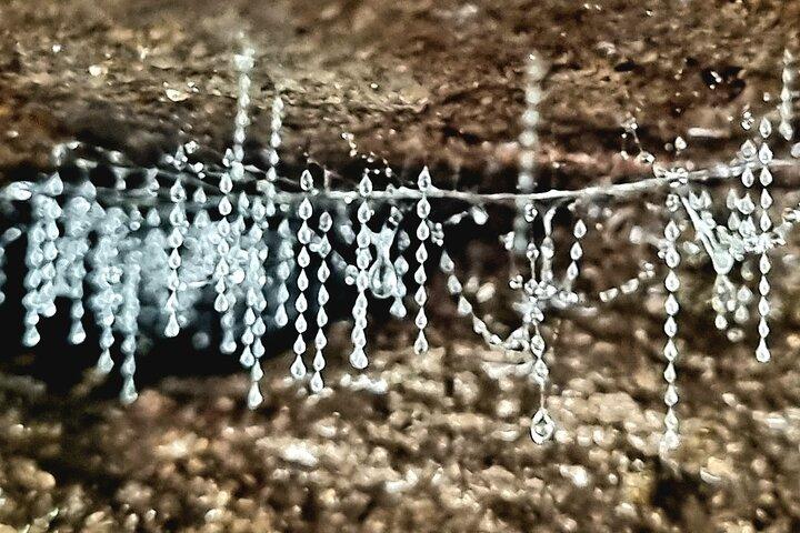 Glow Worms - Nocturnal Rainforest/Waterfall Adventure