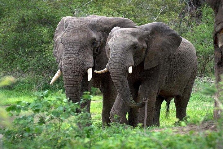 Amboseli National Park Guided Day Tour