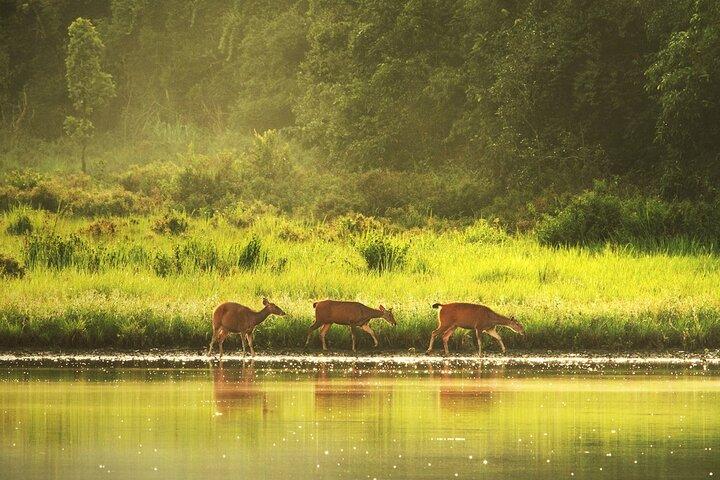 10 Hours Private Hiking in Khao Yai National Park From Bangkok