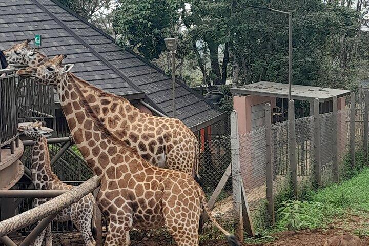 Giraffe Center Guided Tour in Nairobi