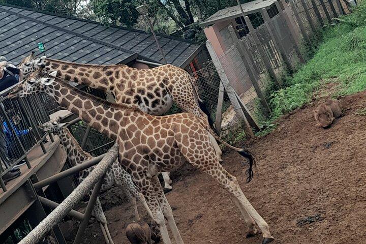 Giraffe Center Guided Tour in Nairobi