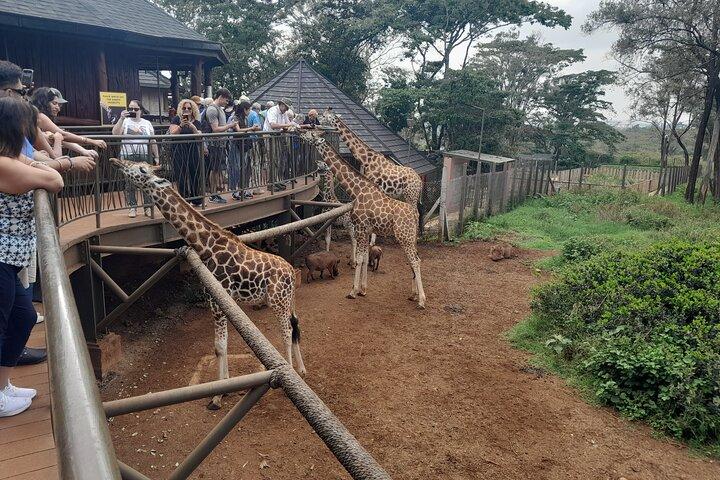 Giraffe Center Guided Tour in Nairobi