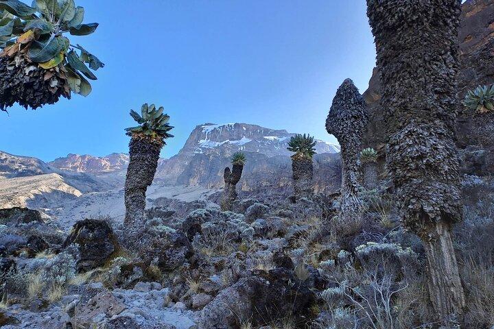 7-Day Walking Tour in Machame Route
