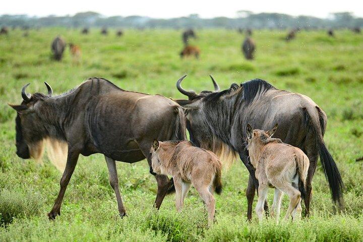 2-Day Safari to Tarangire National Park and Ngorongoro Crater