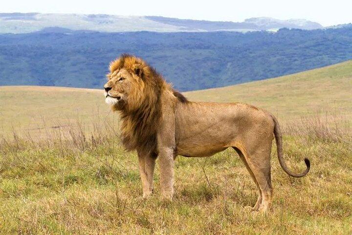 2-Day Safari to Tarangire National Park and Ngorongoro Crater