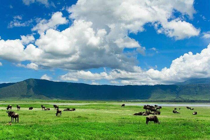 2-Day Safari to Tarangire National Park and Ngorongoro Crater