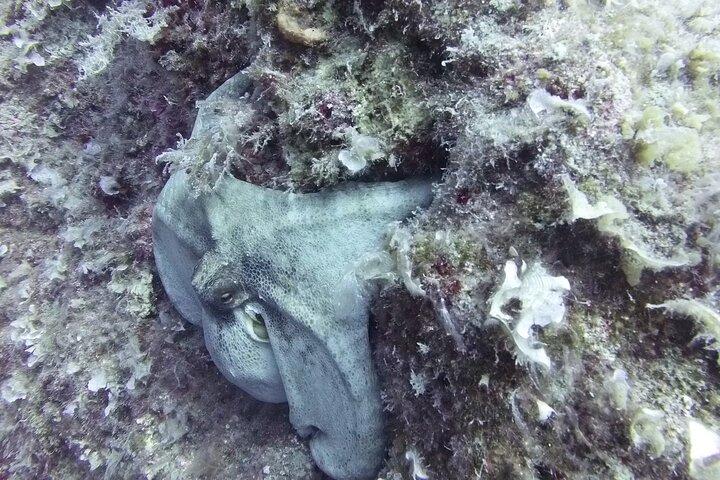 Discover SCUBA Diving with Pissouri Bay Divers