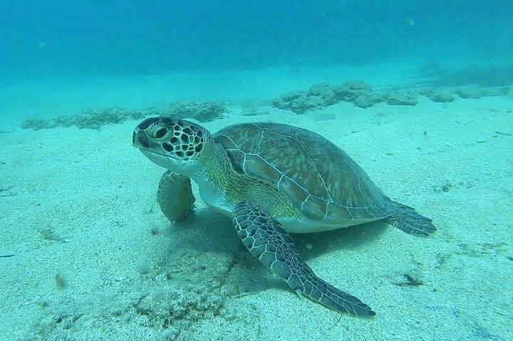 Discover SCUBA Diving with Pissouri Bay Divers