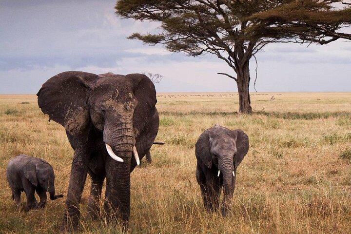 10 Days Private Safari Tour in Tanzania